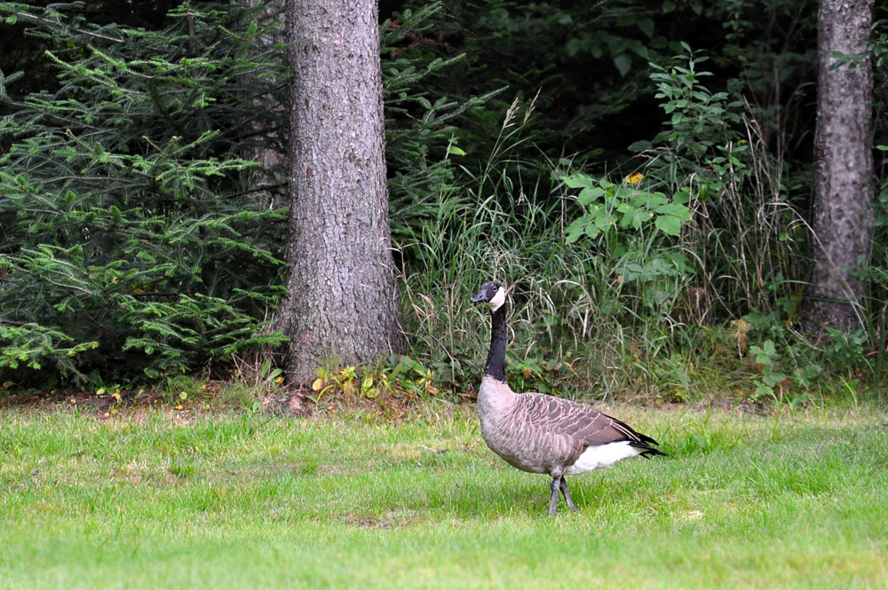DSC 4455 Gans