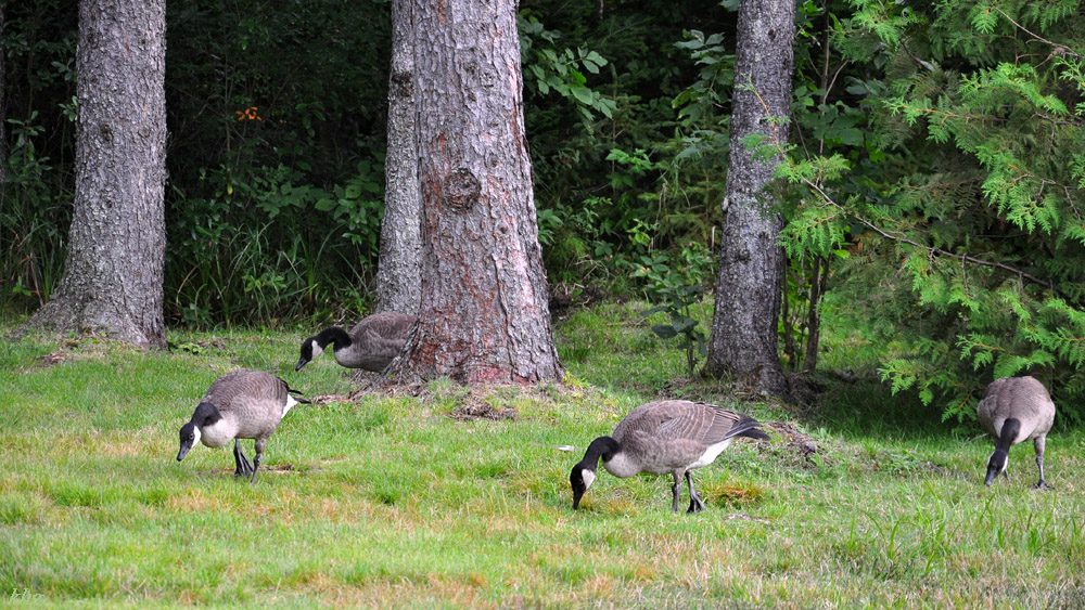 DSC 4456 Gänse