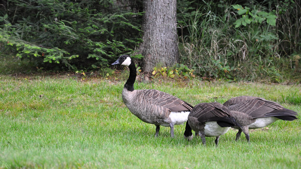 DSC 4457 Gänse