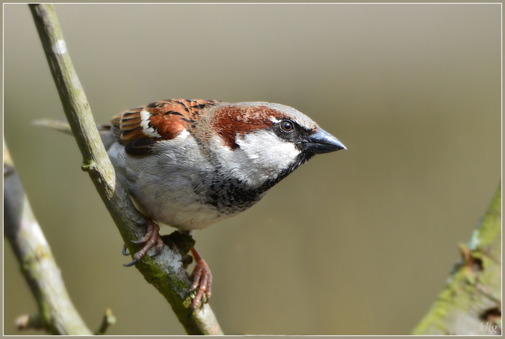 DSC 4461 Spatz
