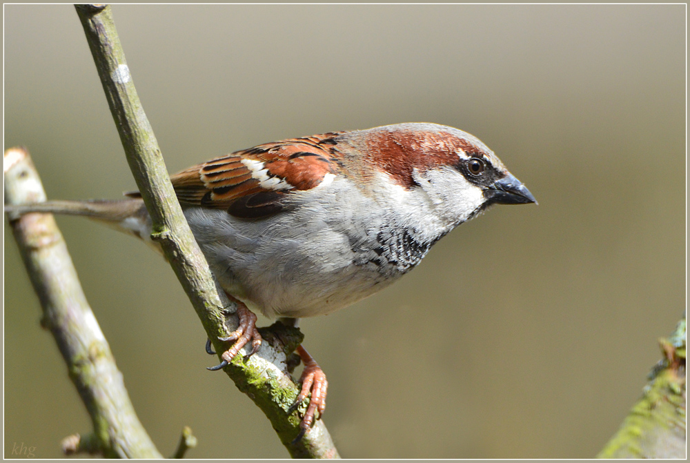 DSC 4464 Spatz