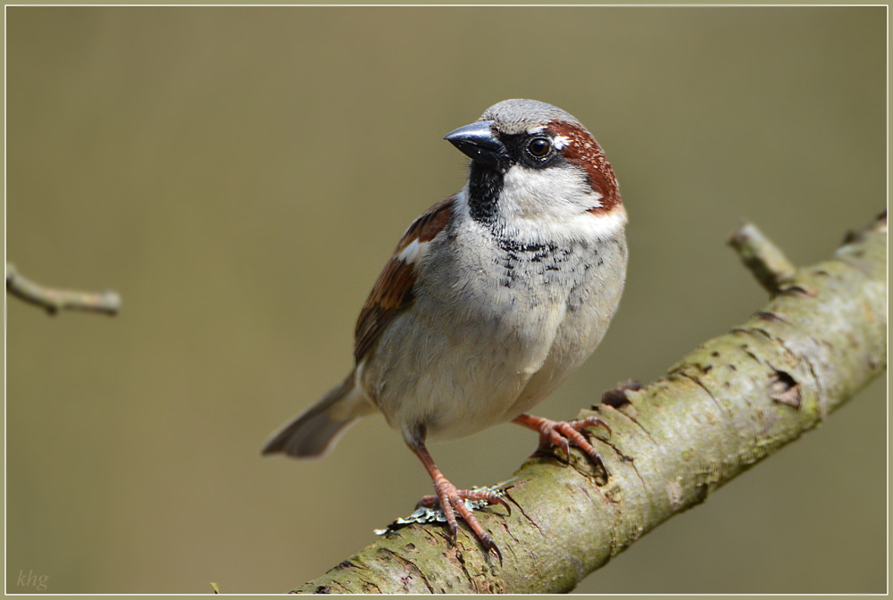 DSC 4467 Spatz