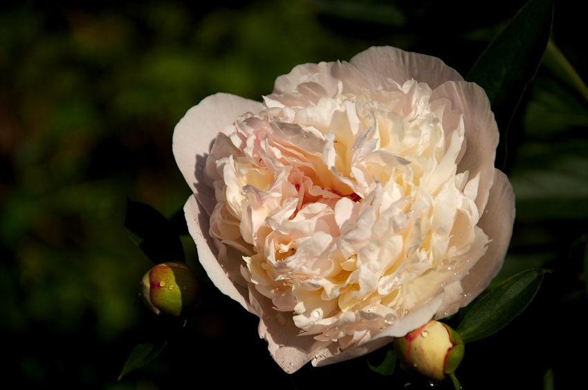 DSC 4475