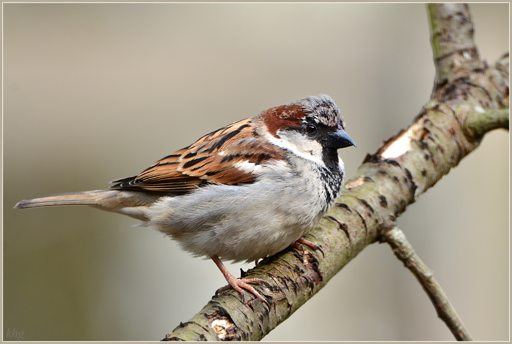 DSC 4484 Spatz
