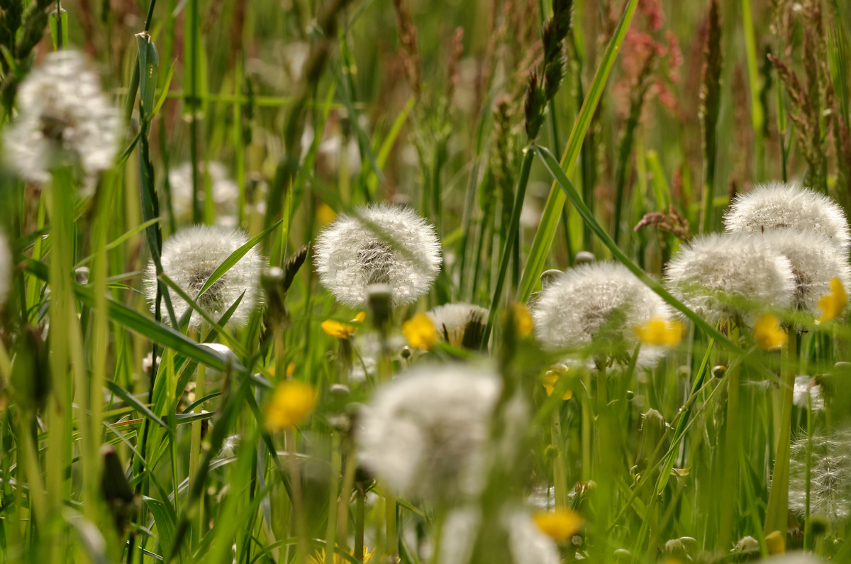 DSC 4524 Pusteblume