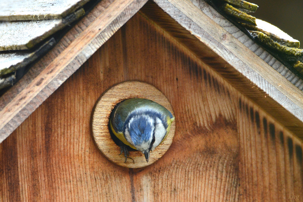 DSC 4532 Nest1