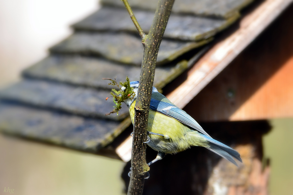 DSC 4537 Nest3