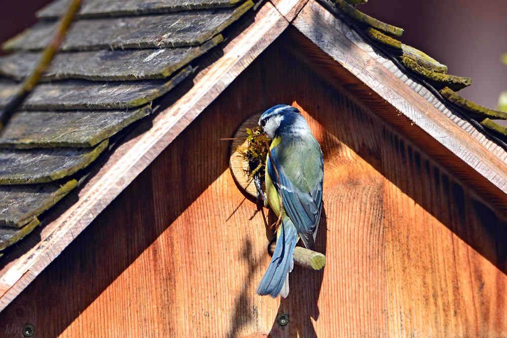 DSC 4540 Nest5