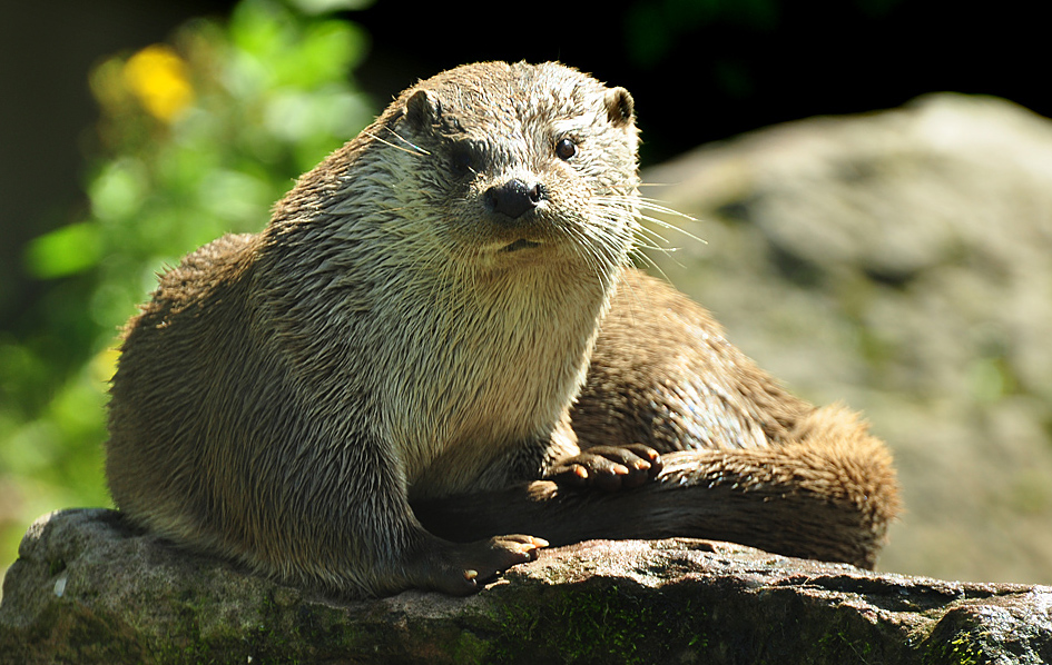 DSC 4545 Otter