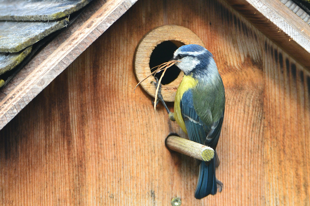 DSC 4552 Nestbau