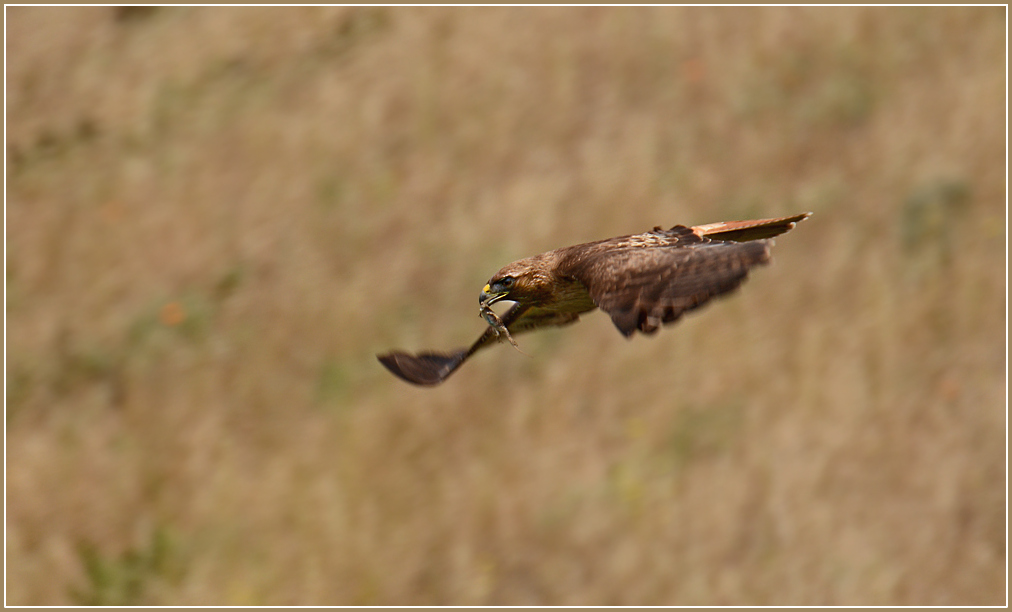 DSC 4563 Red Tailed Hawk 1000