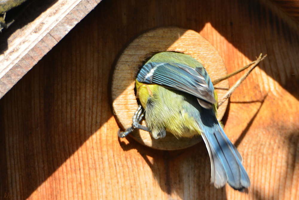 DSC 4566 Nestbau