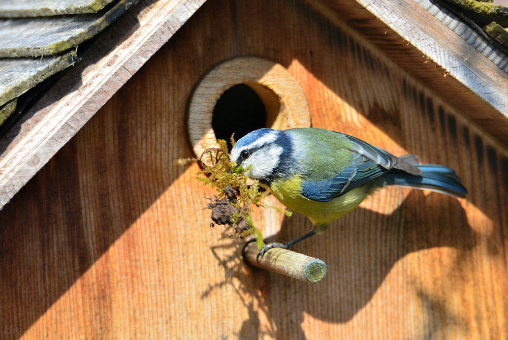 DSC 4578 Nest