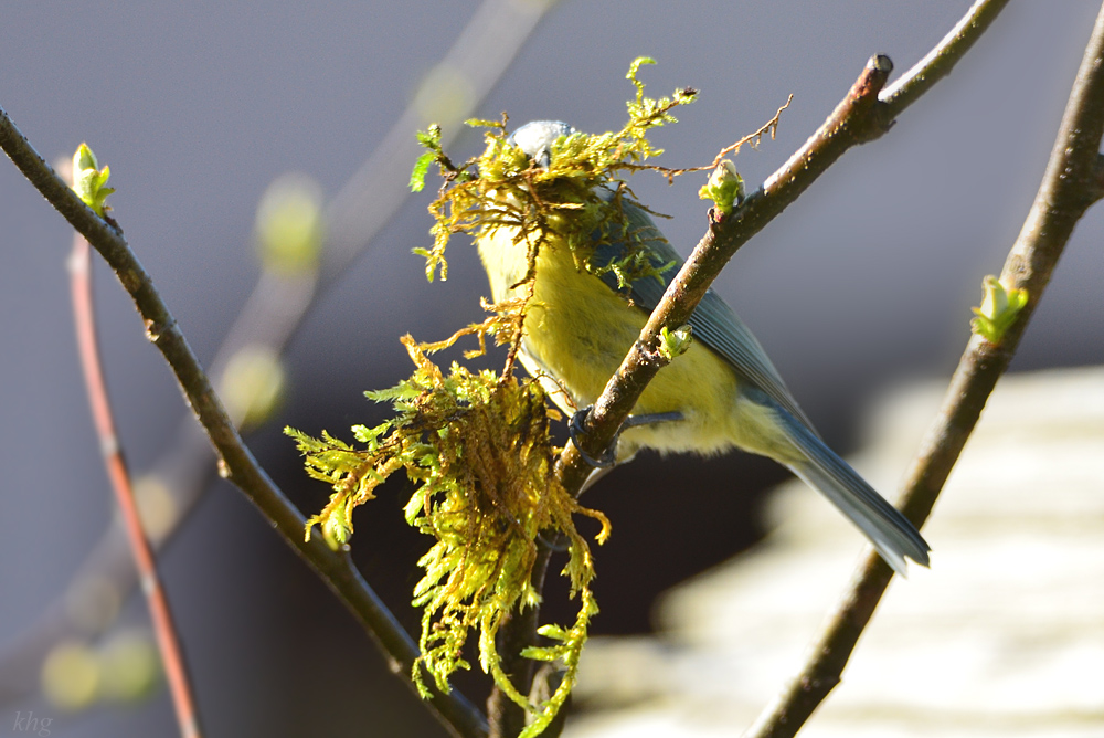 DSC 4598 Nest