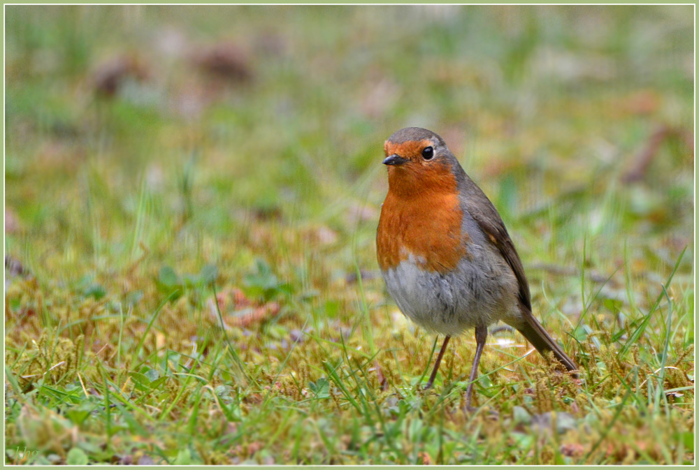 DSC 4603 Rotkehlchen