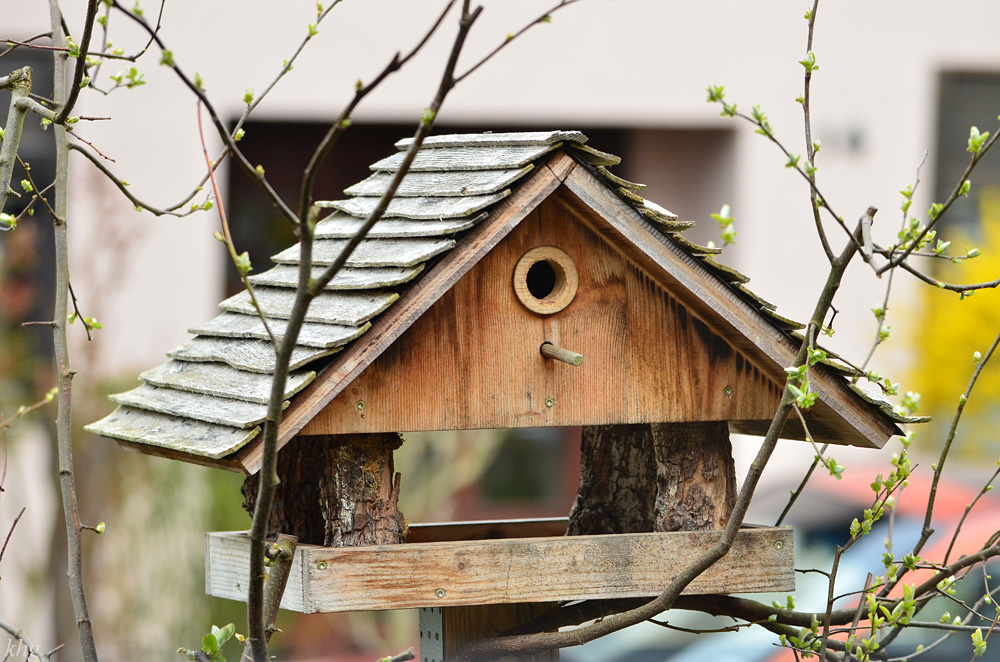 DSC 4606 Nestbau