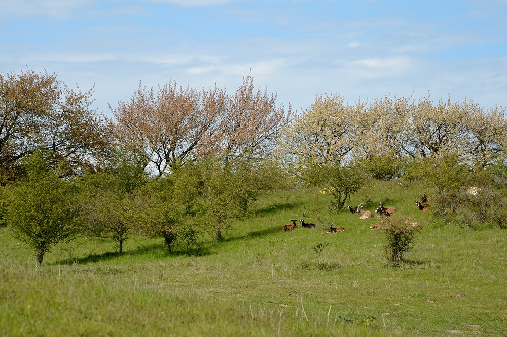 DSC 4606a