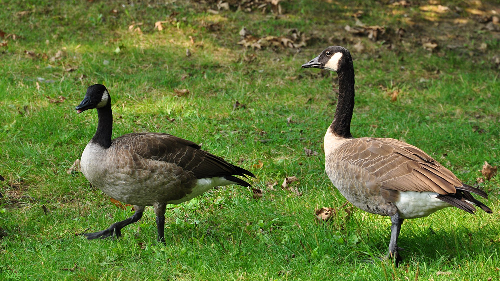 DSC 4615 Gänse
