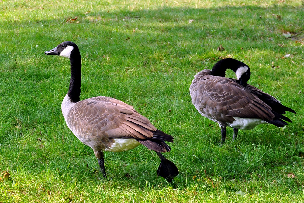 DSC 4616 Gänse
