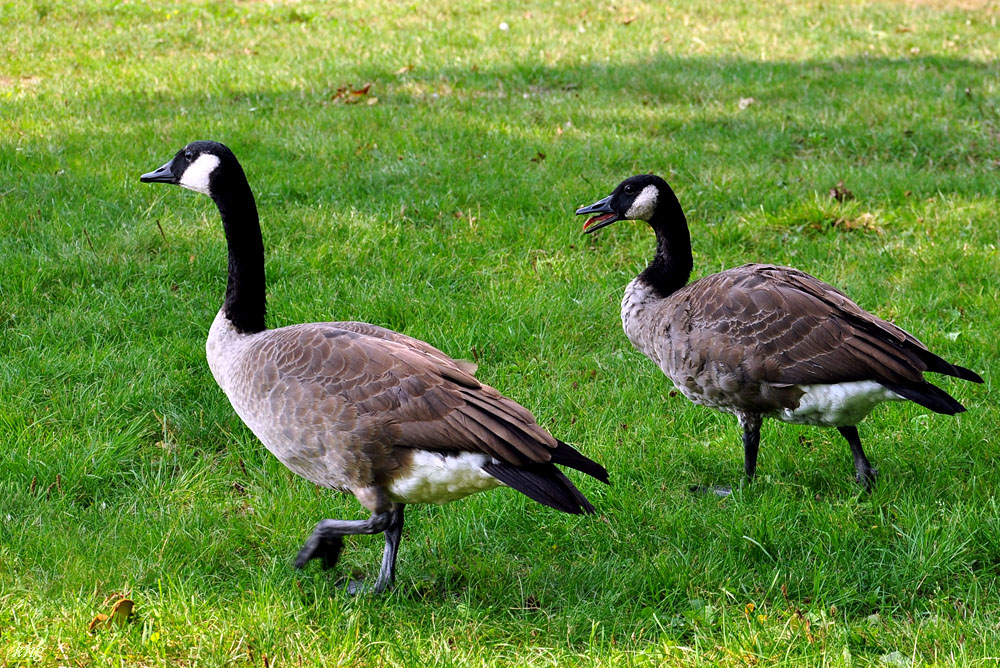 DSC 4617 Gänse