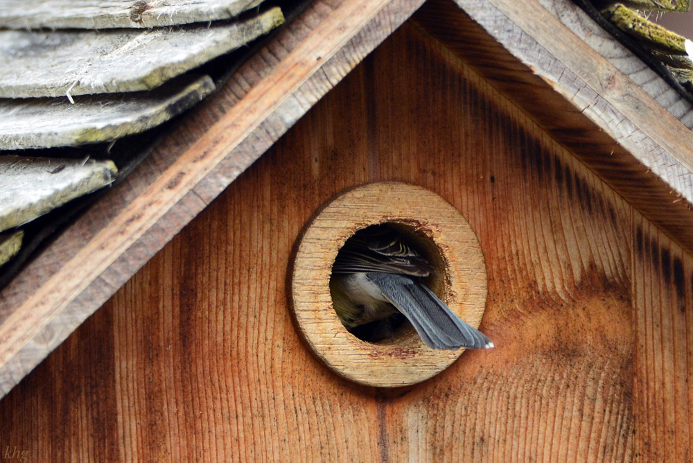 DSC 4635 Nest