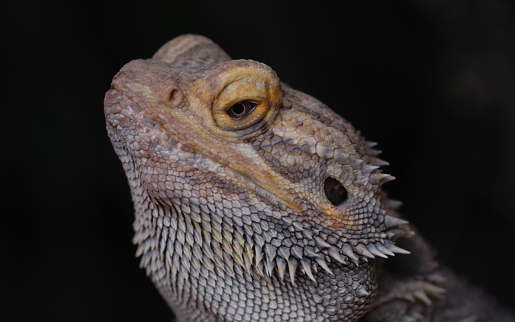 DSC 4645