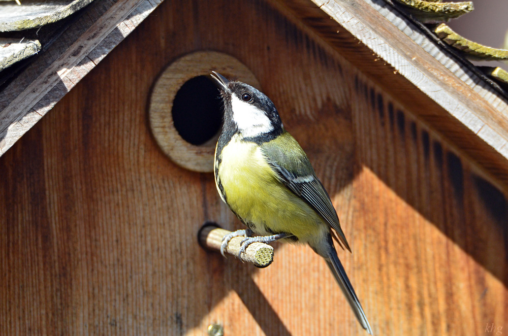 DSC 4664 Nest