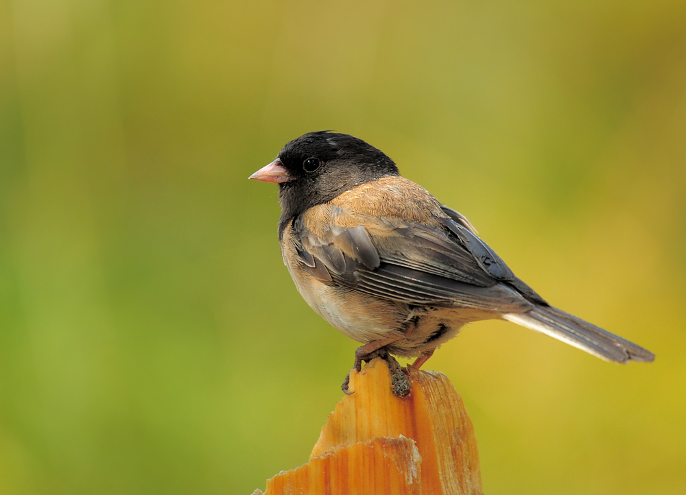DSC 4731 Dark eyed Junco 1000