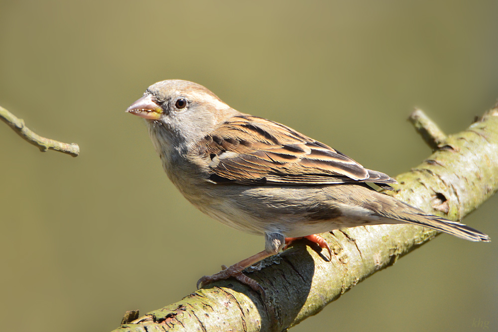 DSC 4732 Spatz