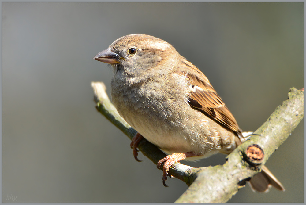 DSC 4742 Spatz