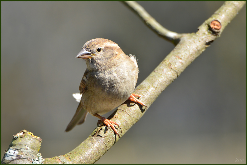 DSC 4746a Spatz