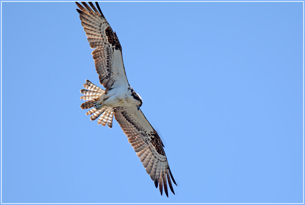 DSC 4751 Osprey 1000