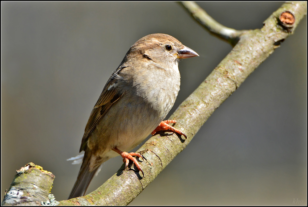 DSC 4754 Spatz
