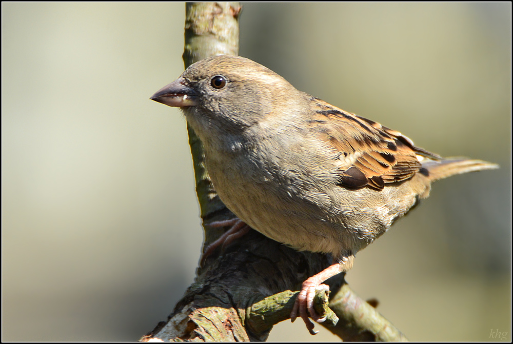 DSC 4757 Spatz