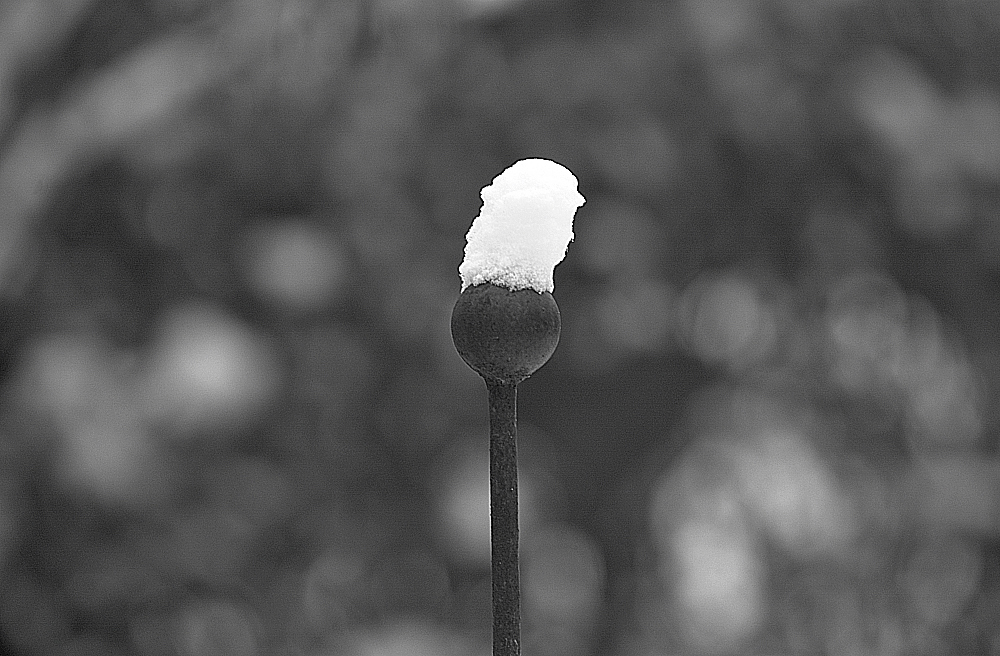 dsc 4773sw