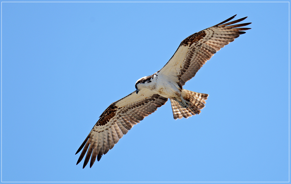 DSC 4785 Osprey 1012 R