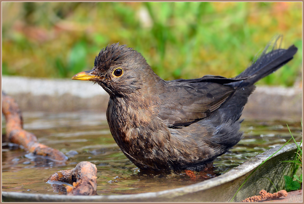 DSC 4789 Amsel
