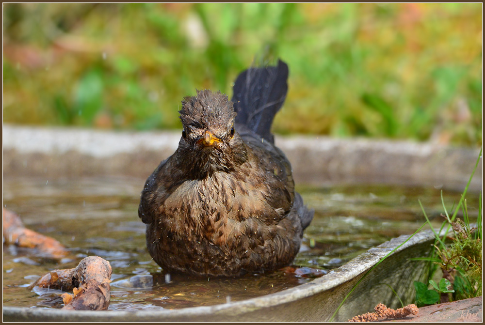 DSC 4790 Amsel