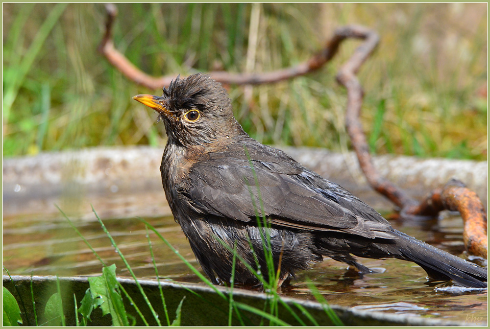 DSC 4801 Amsel