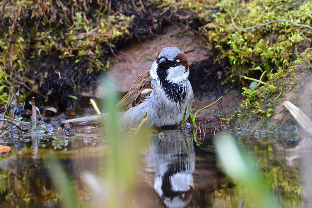 DSC 4813 Spatz