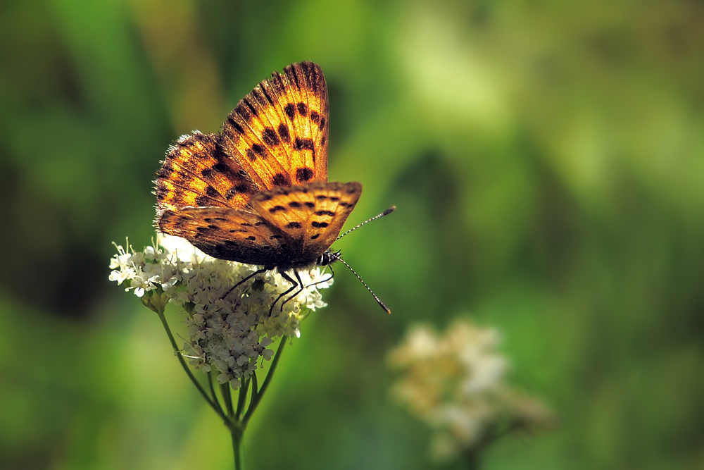 DSC 4862 Schmetterling 1000
