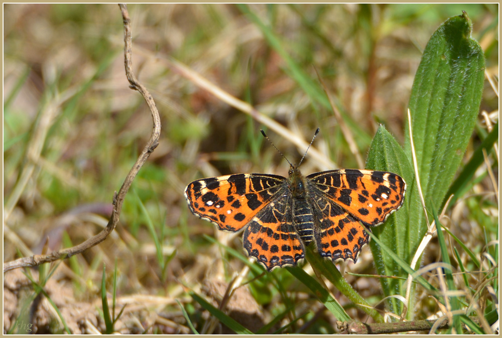 DSC 4877 Schmetterling