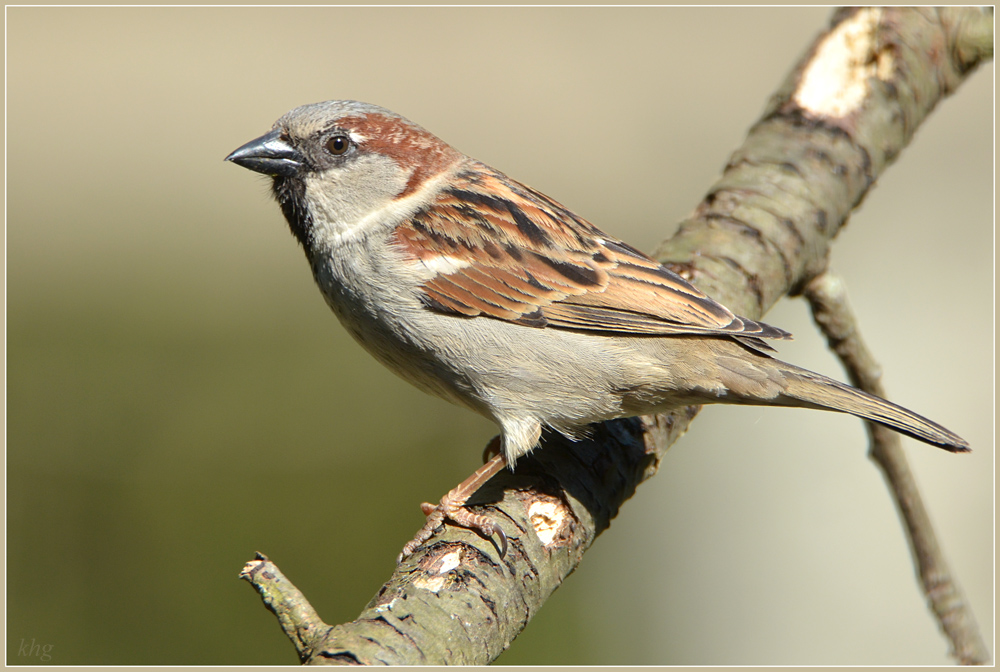 DSC 4907 Spatz