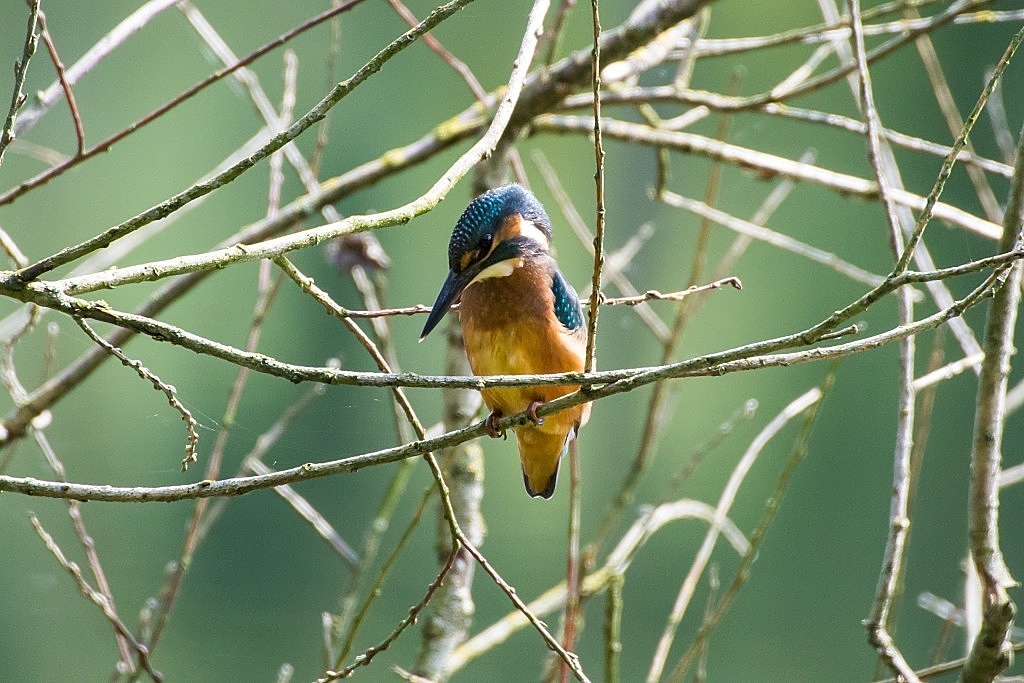 DSC 4923 01