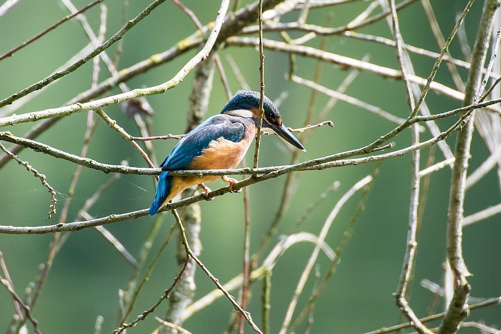 DSC 4938 01