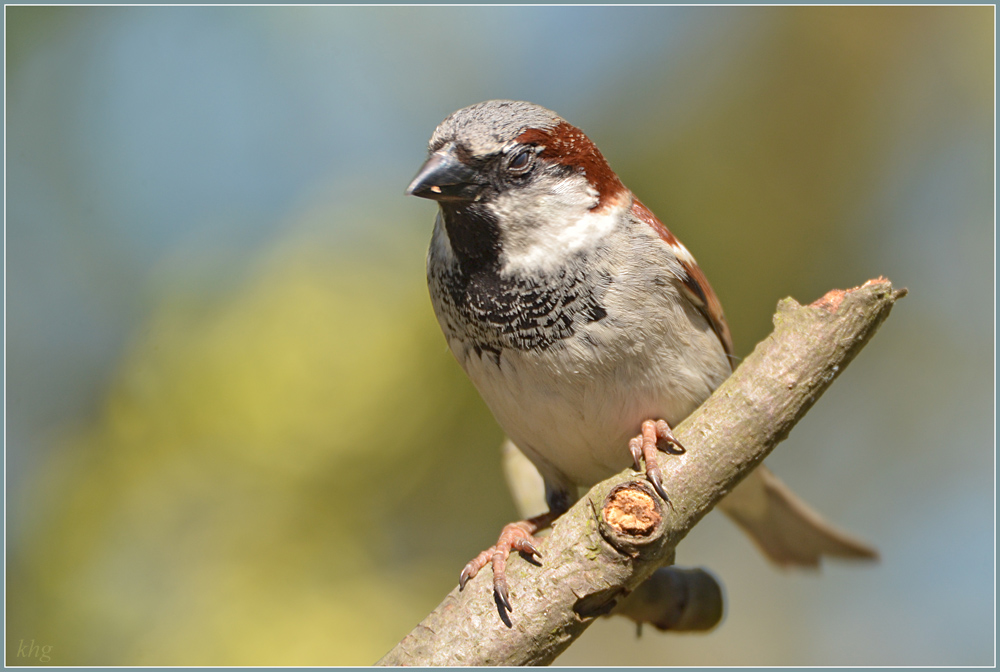DSC 4955 Spatz