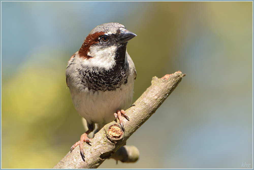 DSC 4957 Spatz