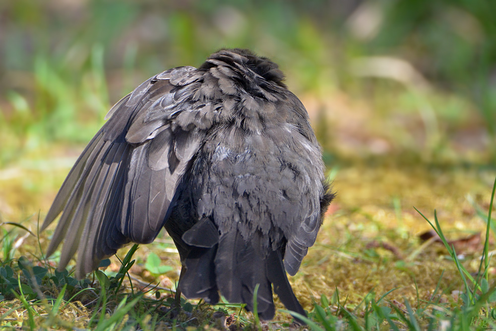 DSC 4959 Amsel