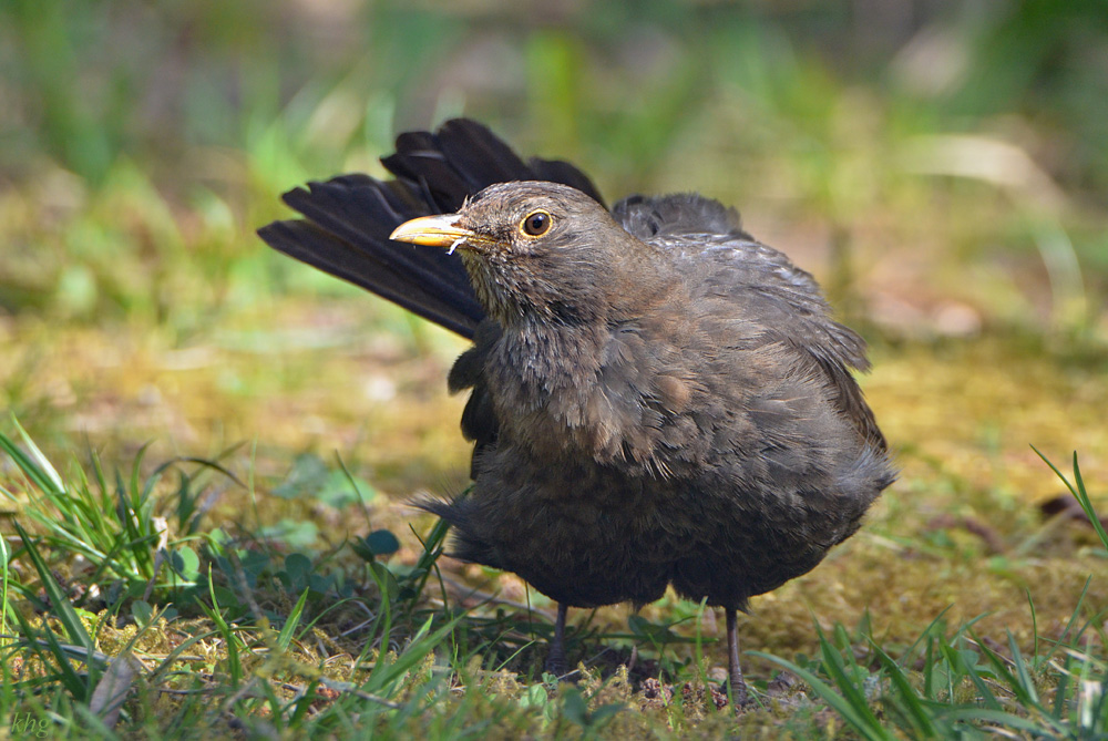DSC 4964 Amsel