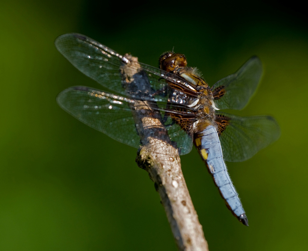 DSC 4985